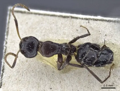 Camponotus mackayensis specimen CASENT0916629 image casent0916629_1