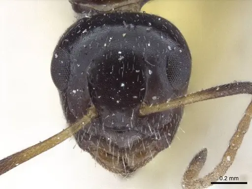 Camponotus mackayensis specimen CASENT0916629 image casent0916629_2