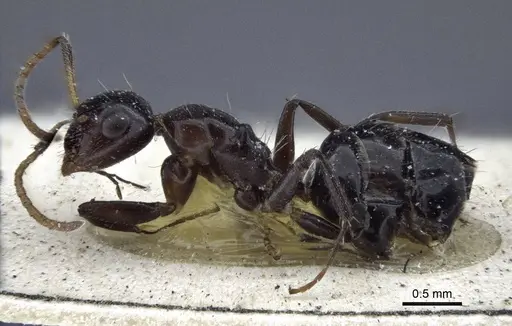Camponotus mackayensis specimen CASENT0916629 image casent0916629_3