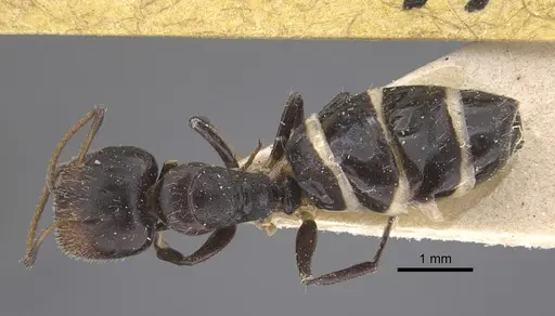 Camponotus mackayensis specimen CASENT0917861 image casent0917861_1