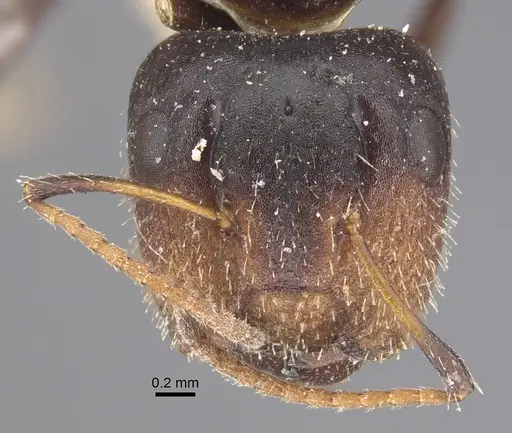 Camponotus mackayensis specimen CASENT0917861 image casent0917861_2