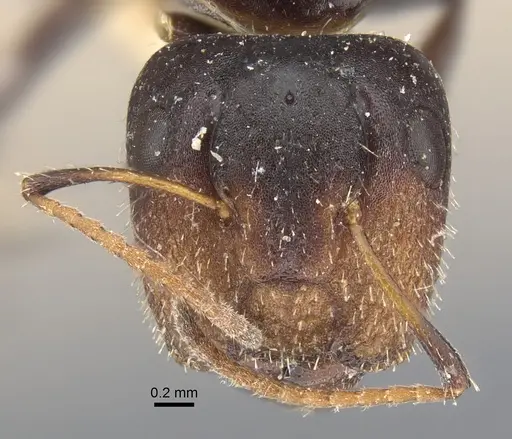 Camponotus mackayensis specimen CASENT0917861 image casent0917861_3