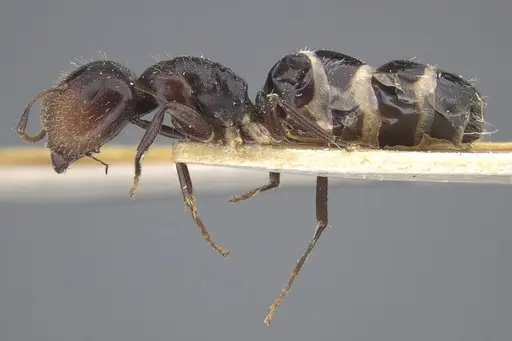 Camponotus mackayensis specimen CASENT0917861 image casent0917861_4