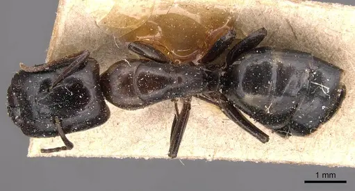 Camponotus macrocephalus specimen CASENT0905493 image casent0905493_1