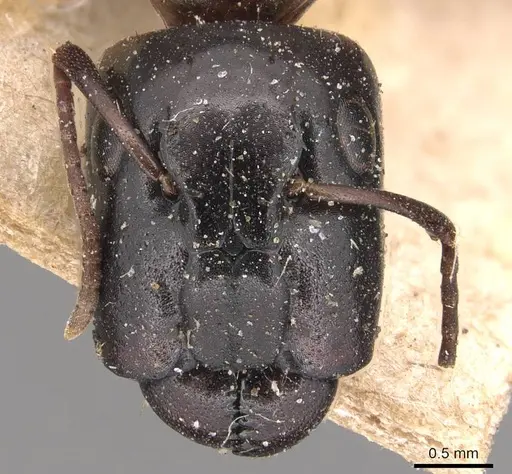 Camponotus macrocephalus specimen CASENT0905493 image casent0905493_2