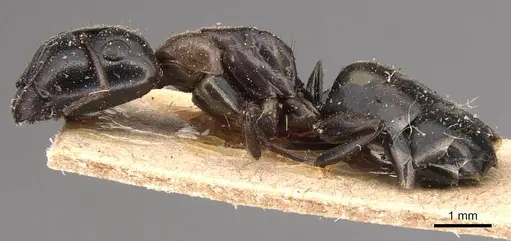 Camponotus macrocephalus specimen CASENT0905493 image casent0905493_3