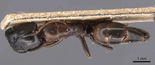 Camponotus macrocephalus specimen CASENT0905494 image casent0905494_1
