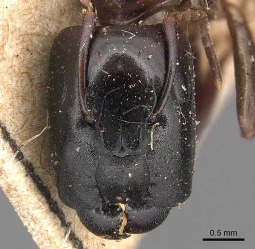 Camponotus macrocephalus specimen CASENT0905494 image casent0905494_2