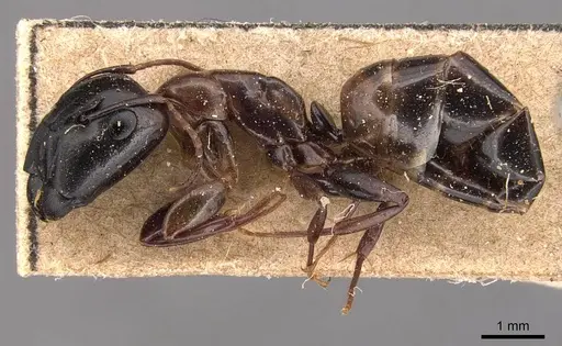 Camponotus macrocephalus specimen CASENT0905494 image casent0905494_3