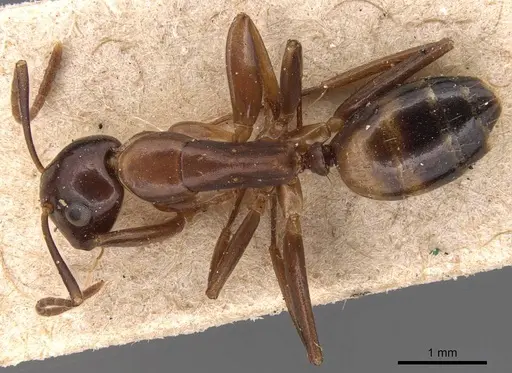 Camponotus macrocephalus specimen CASENT0905495 image casent0905495_1