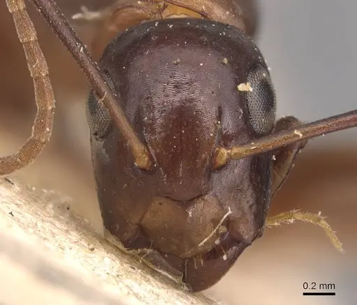 Camponotus macrocephalus specimen CASENT0905495 image casent0905495_2