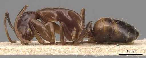 Camponotus macrocephalus specimen CASENT0905495 image casent0905495_3