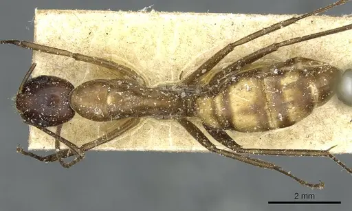 Camponotus macrocephalus specimen CASENT0911881 image casent0911881_1