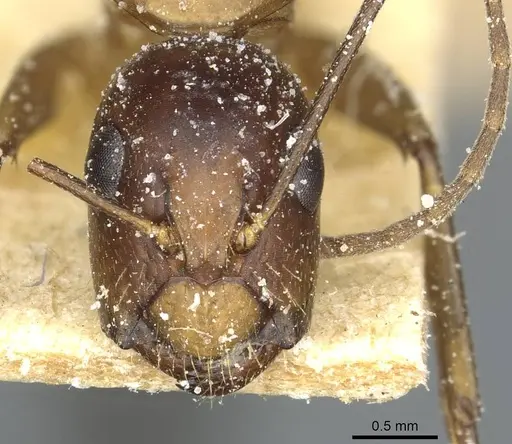 Camponotus macrocephalus specimen CASENT0911881 image casent0911881_2