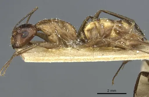 Camponotus macrocephalus specimen CASENT0911881 image casent0911881_3