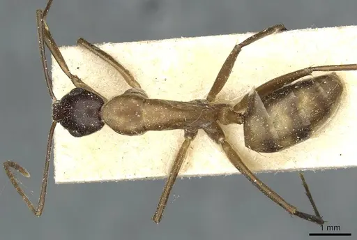 Camponotus macrocephalus specimen CASENT0911882 image casent0911882_1