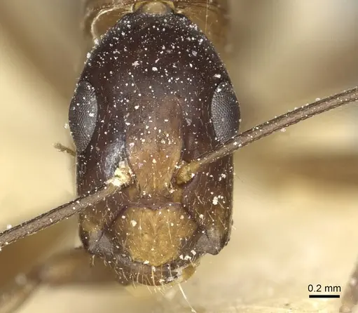 Camponotus macrocephalus specimen CASENT0911882 image casent0911882_2