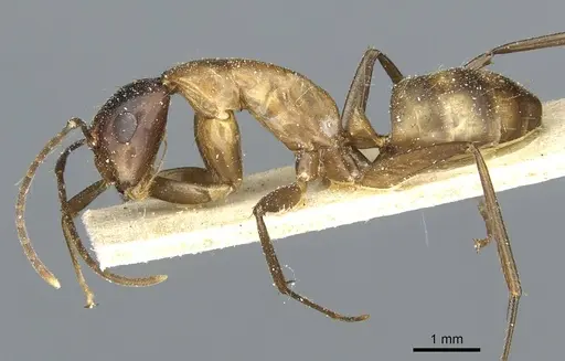 Camponotus macrocephalus specimen CASENT0911882 image casent0911882_3