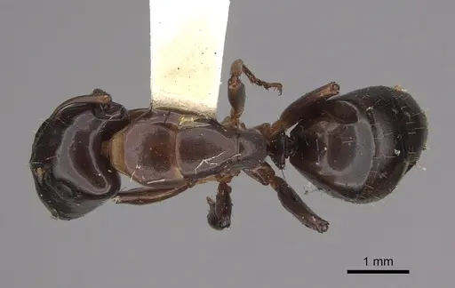 Camponotus macrocephalus specimen CASENT0923538 image casent0923538_1