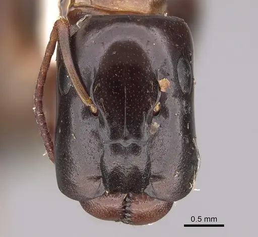 Camponotus macrocephalus specimen CASENT0923538 image casent0923538_2