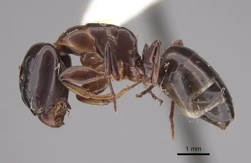 Camponotus macrocephalus specimen CASENT0923538 image casent0923538_3