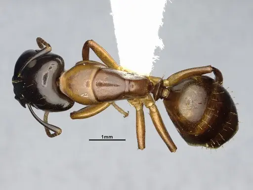 Camponotus macrocephalus specimen CASENT4032237 image casent4032237_1