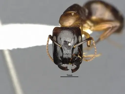 Camponotus macrocephalus specimen CASENT4032237 image casent4032237_2