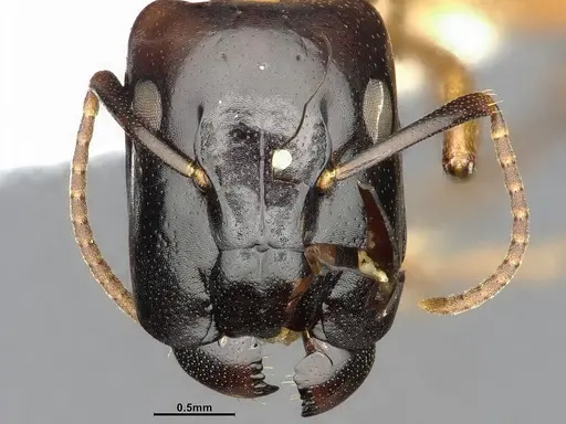 Camponotus macrocephalus specimen CASENT4032237 image casent4032237_3