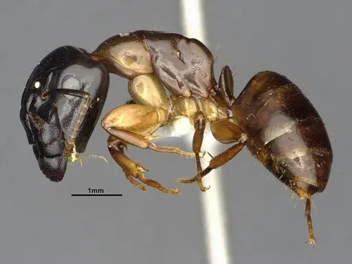 Camponotus macrocephalus specimen CASENT4032237 image casent4032237_4