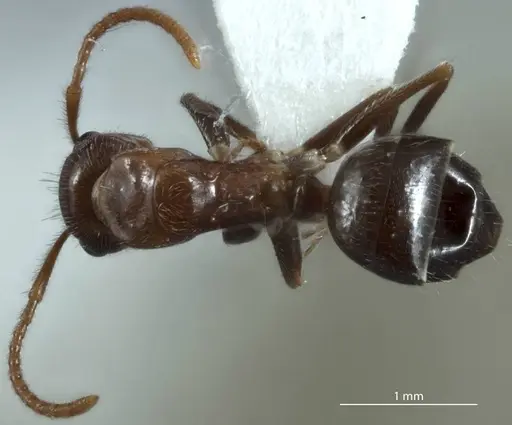 Camponotus macrocephalus specimen JDM32-001255 image jdm32-001255_1