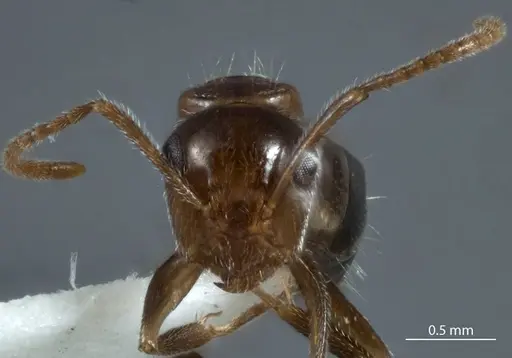 Camponotus macrocephalus specimen JDM32-001255 image jdm32-001255_2