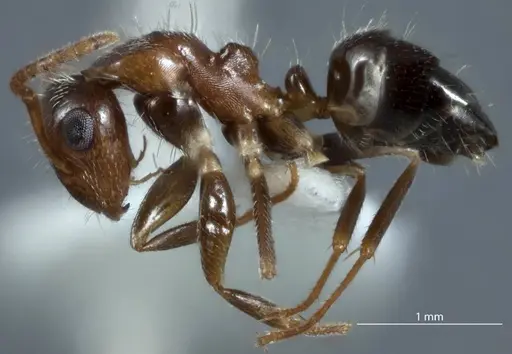 Camponotus macrocephalus specimen JDM32-001255 image jdm32-001255_3