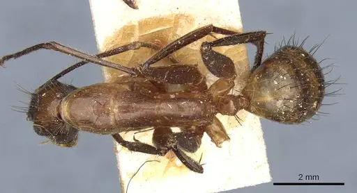 Camponotus macrochaeta specimen CASENT0905202 image casent0905202_1