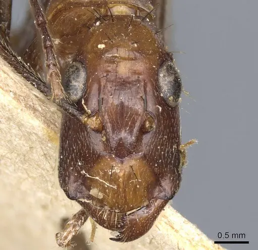 Camponotus macrochaeta specimen CASENT0905202 image casent0905202_2