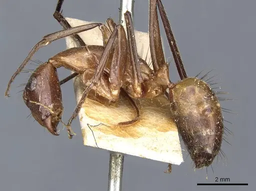 Camponotus macrochaeta specimen CASENT0905202 image casent0905202_3