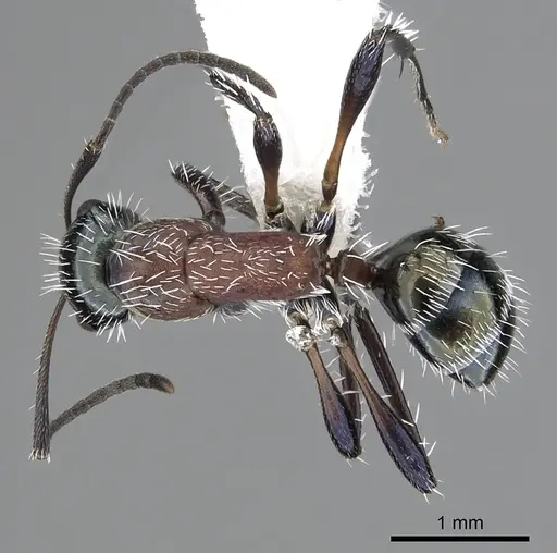 Camponotus macromischoides specimen CASENT0249403 image casent0249403_1