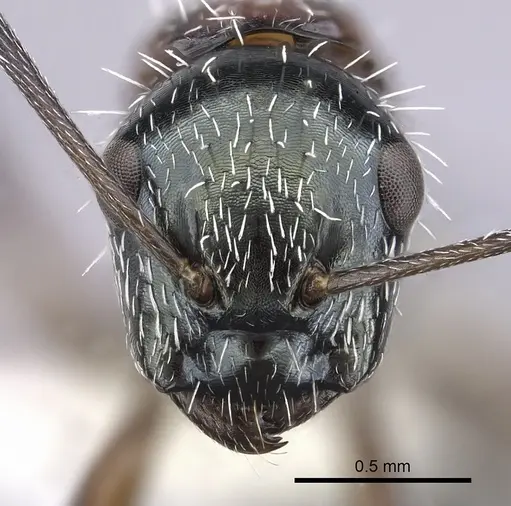 Camponotus macromischoides specimen CASENT0249403 image casent0249403_2