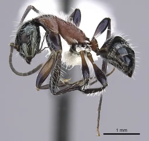 Camponotus macromischoides specimen CASENT0249403 image casent0249403_3