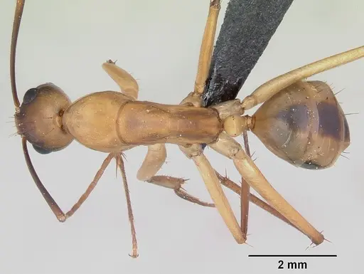 Camponotus maculatus specimen CASENT0055750 image casent0055750_1
