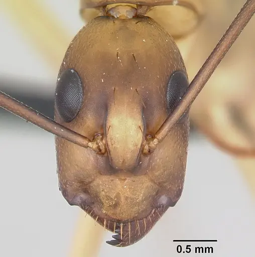 Camponotus maculatus specimen CASENT0055750 image casent0055750_2