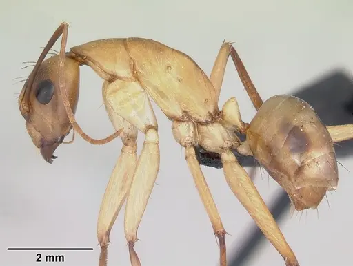 Camponotus maculatus specimen CASENT0055750 image casent0055750_3