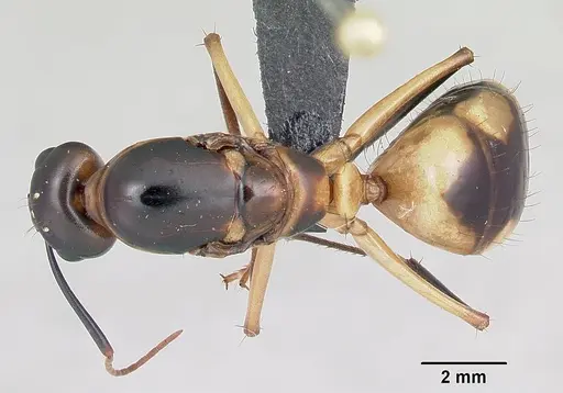 Camponotus maculatus specimen CASENT0055751 image casent0055751_1