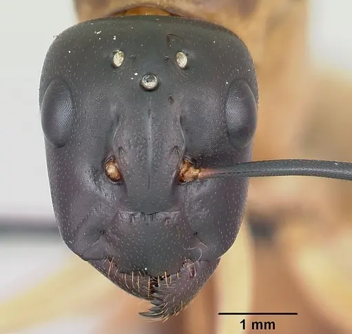Camponotus maculatus specimen CASENT0055751 image casent0055751_2