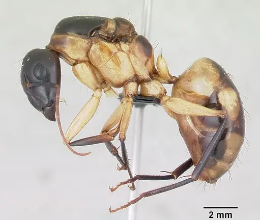 Camponotus maculatus specimen CASENT0055751 image casent0055751_3
