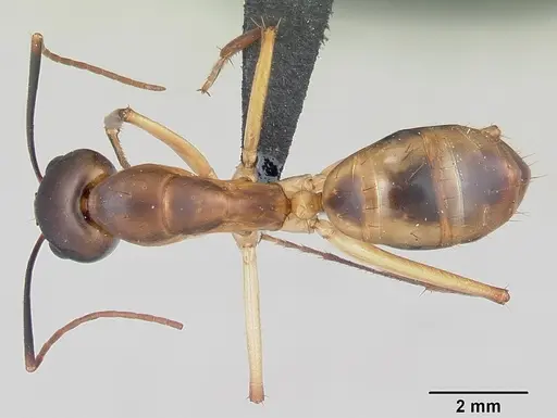 Camponotus maculatus specimen CASENT0055753 image casent0055753_1