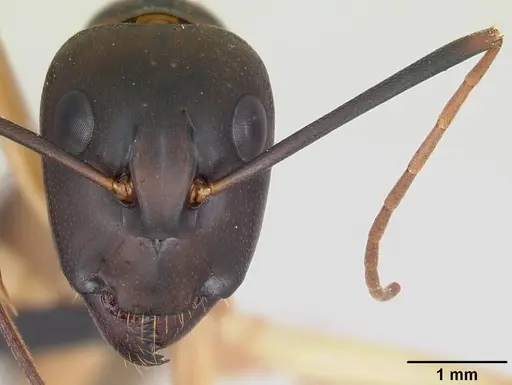 Camponotus maculatus specimen CASENT0055753 image casent0055753_2