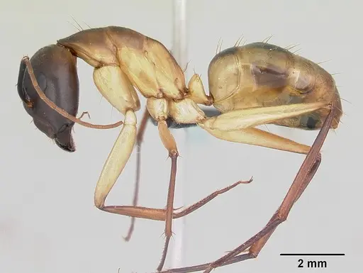 Camponotus maculatus specimen CASENT0055753 image casent0055753_3