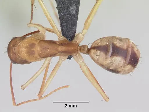 Camponotus maculatus specimen CASENT0063127 image casent0063127_1