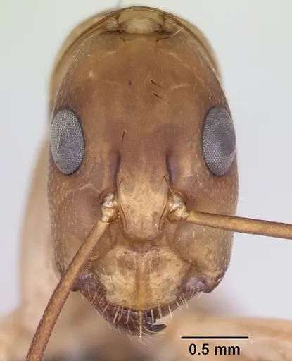 Camponotus maculatus specimen CASENT0063127 image casent0063127_2