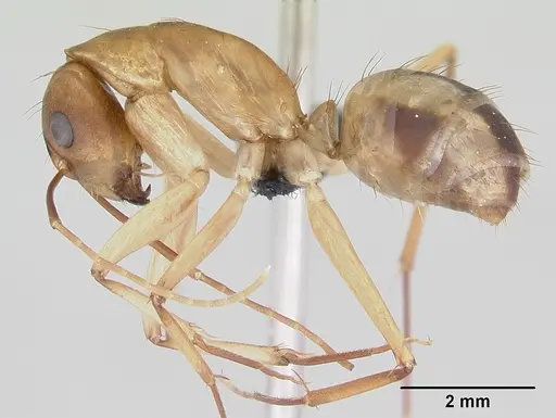 Camponotus maculatus specimen CASENT0063127 image casent0063127_3